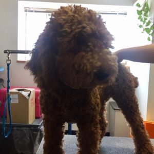 よろしくトイプー