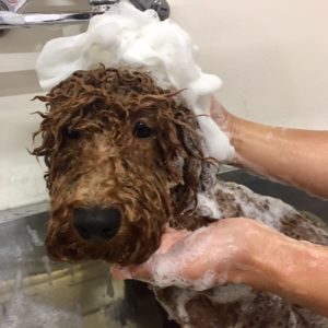 シャンプートイプー