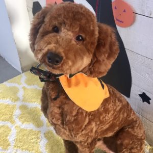 仕上がりトイプー