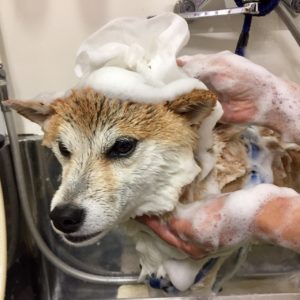 モモちゃんシャンプー中