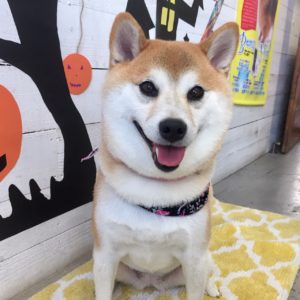 モモちゃん施術後