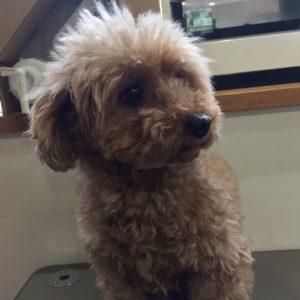 よろしくトイプー