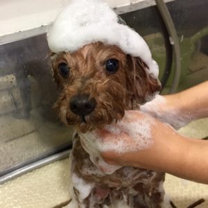 シャンプートイプー