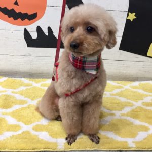 仕上がりトイプー