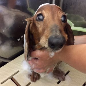 シャンプーダックス