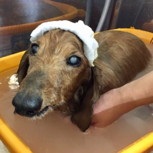 お風呂ダックス