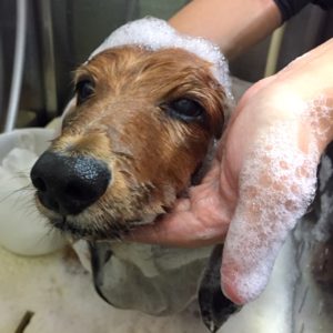 シャンプーダックス