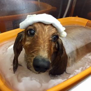 お風呂ダックス