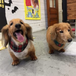 仕上がりダックス