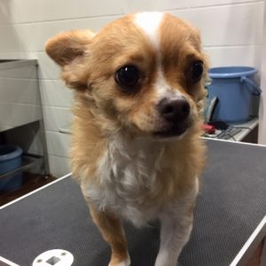 よろしくチワワ