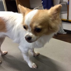 よろしくチワワ