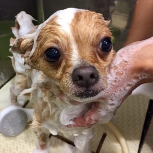 シャンプーチワワ