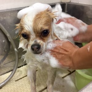 シャンプーチワワ