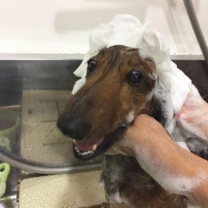 シャンプーダックス