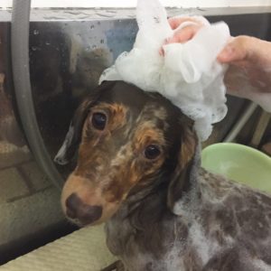 シャンプーダックス