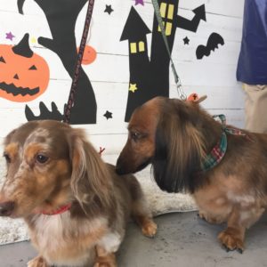 仕上がりダックス