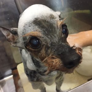 シャンプーミックス