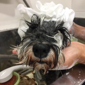 シャンプーMシュナ