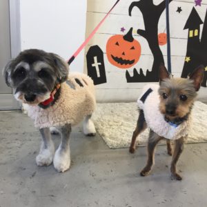 仕上がりミックス&Mシュナ