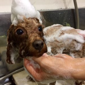 シャンプートイプー