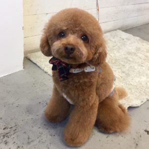 仕上がりトイプー