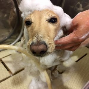 シャンプーダックス