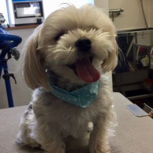 よろしくミックス