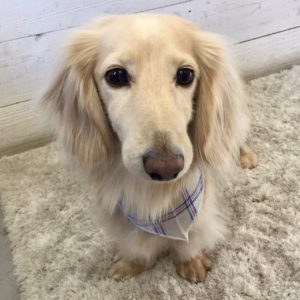 仕上がりダックス