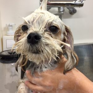 シャンプーミックス