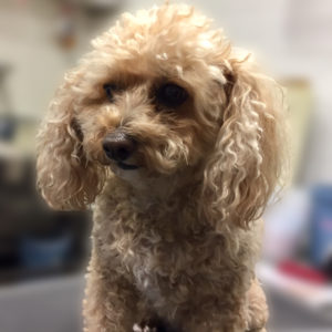 よろしくトイプー