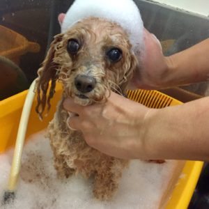 シャンプートイプー