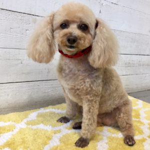 仕上がりトイプー