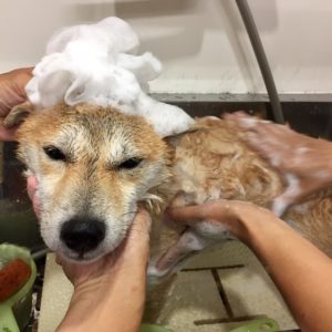 シャンプーしば