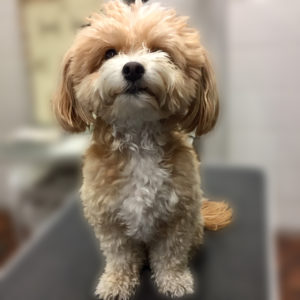 よろしくミックス