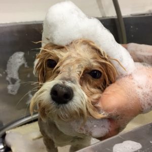 シャンプーミックス