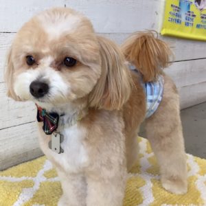 仕上がりミックス