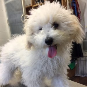 よろしくトイプー