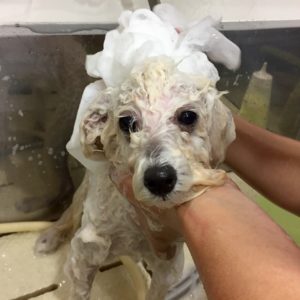 シャンプートイプー