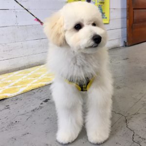 仕上がりトイプー