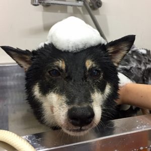 シャンプーしば