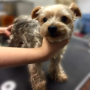 よろしくヨーキー