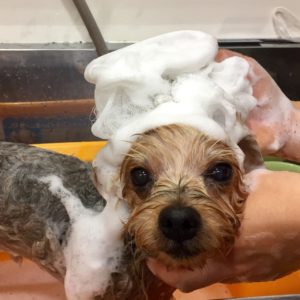 シャンプーヨーキー