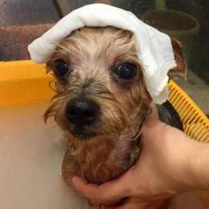 薬用浴ヨーキー