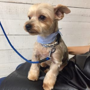 仕上がりヨーキー