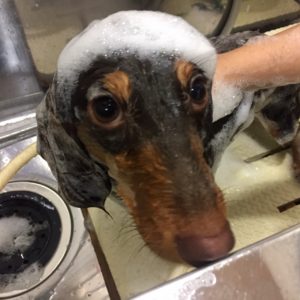 シャンプーダックス