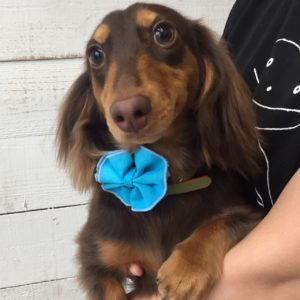 仕上がりダックス