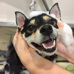 シャンプーしば