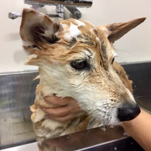 シャンプーミックス