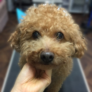 よろしくトイプー