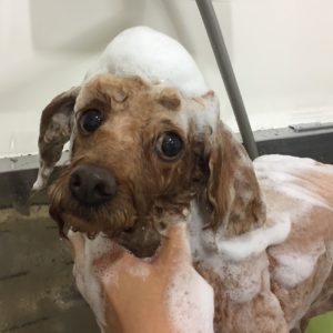 シャンプートイプー